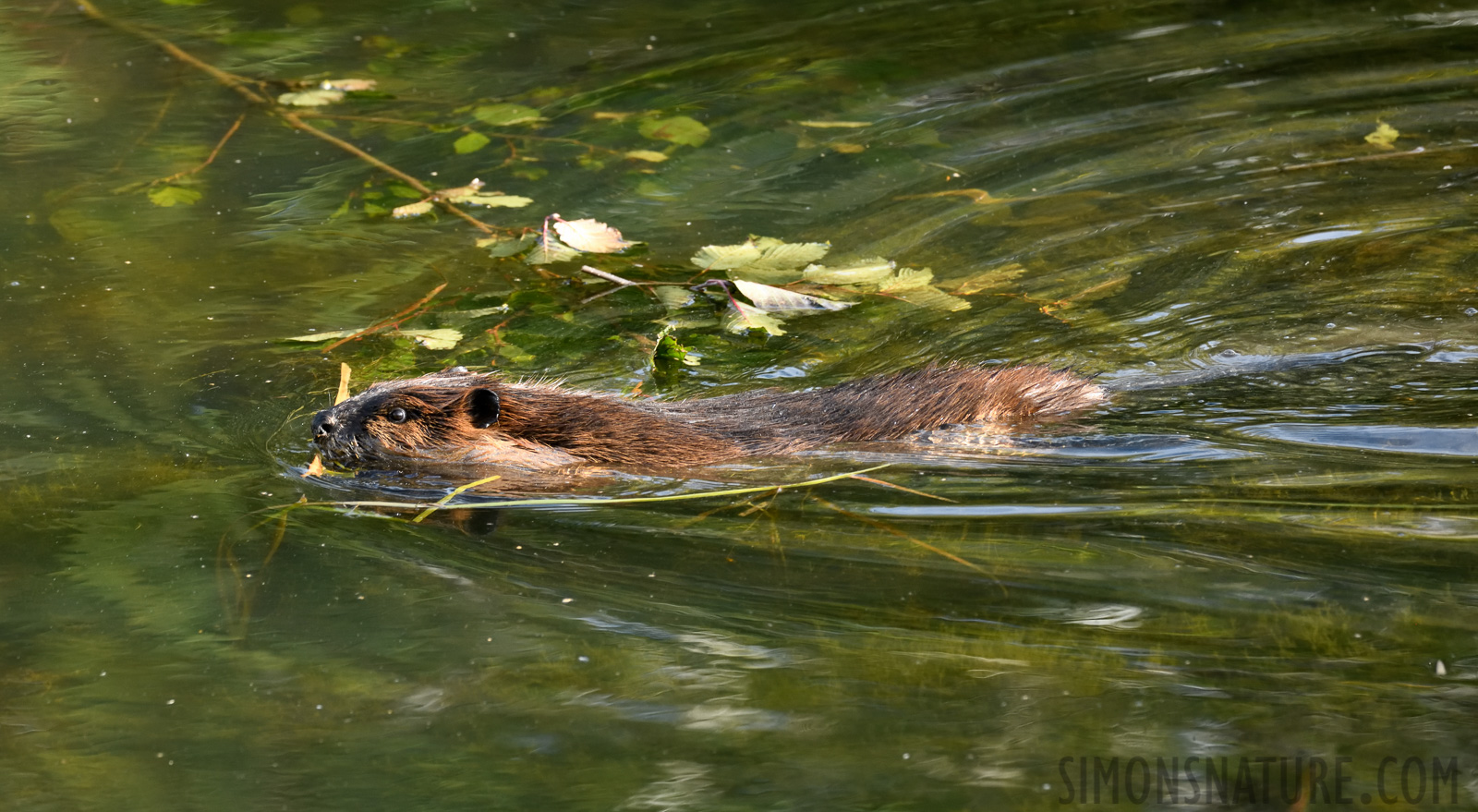 Castor canadensis [400 mm, 1/320 sec at f / 8.0, ISO 1600]